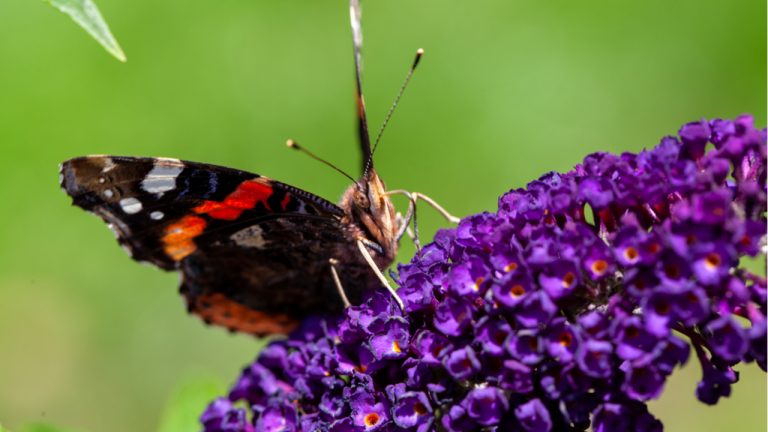 La Eurocámara pide una nueva Ley de Biodiversidad en la UE
