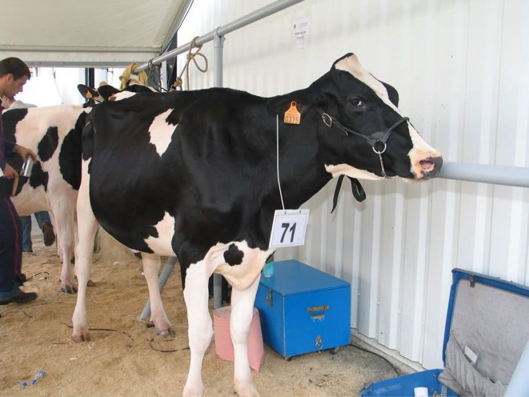 Cooperativas: La ambición medioambiental de la PAC debe ir acompañada de rentabilidad de productores