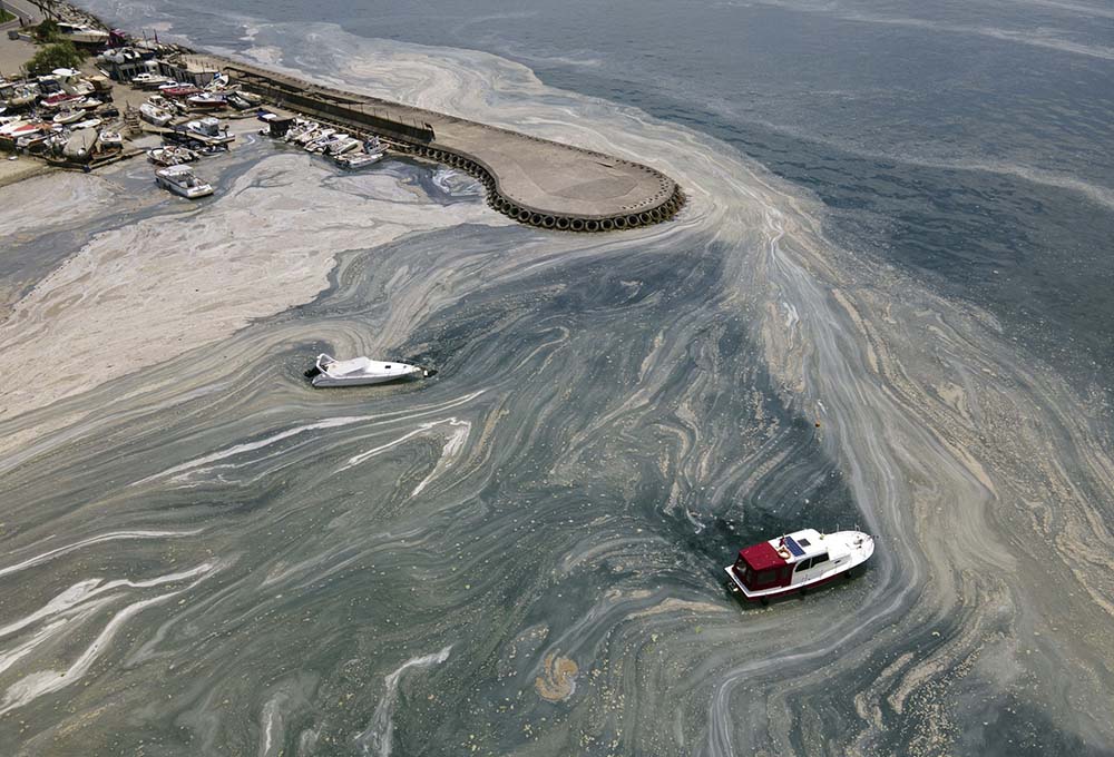 Qué es el moco marino