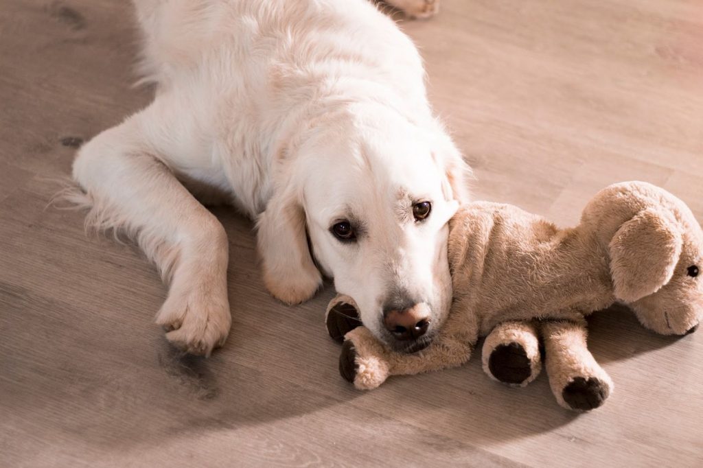No hagas saludos muy cariñosos ni despedidas muy dramáticas con tu perro