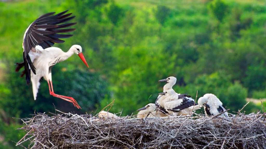 Tierra de cigüeñas