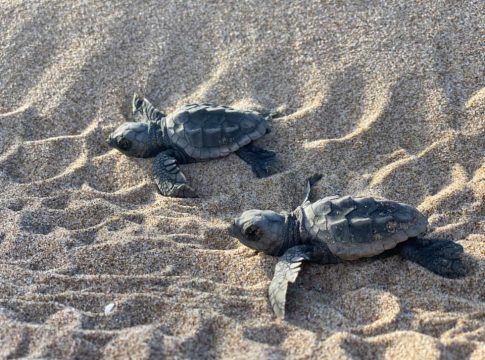 Tortugas en el Mediterráneo