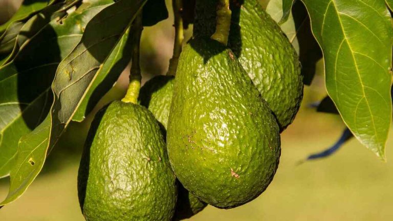Cómo plantar un aguacate en casa