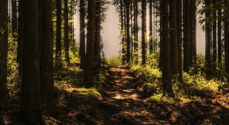 Reforestación o la receta natural contra el cambio climático