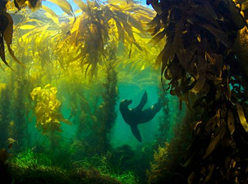 bosques de algas marinas gigantes