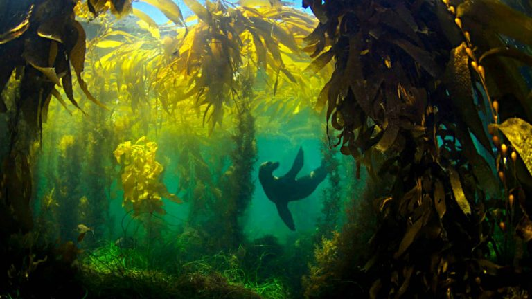 Un equipo internacional mapea los bosques de algas marinas gigantes