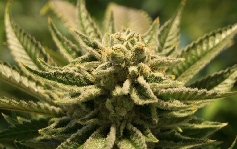 Los cannabinoides provocan efectos terapéuticos o adversos según la región celular que activen