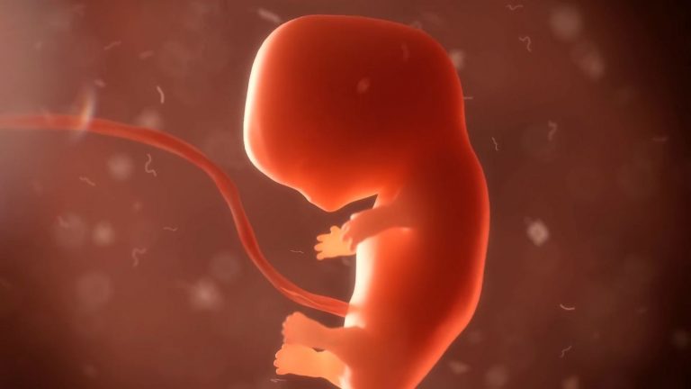 Investigadores identifican factores 'indispensables' para la formación de las extremidades