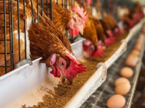 jaulas en las granjas