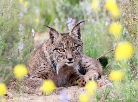 Lince ibérico