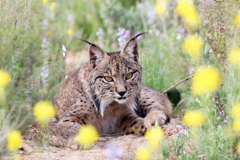 Andalucía y WWF rubrican su apuesta por la preservación del lince a través del nuevo 'Life'
