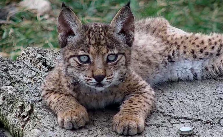 Nacen 23 nuevos cachorros de lince ibérico en los centros de cría