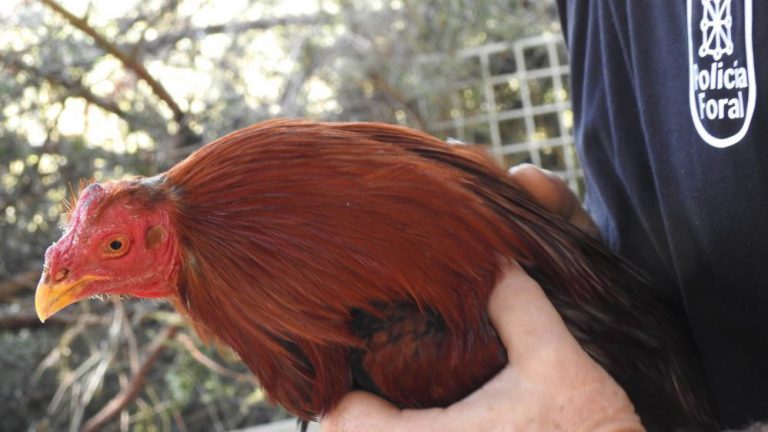 Desmantelan en una nave de Murcia un tentadero ilegal de peleas de gallos
