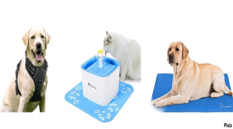 Amazon 8 productos muy útiles para mantener a tu mascota a salvo del calor este verano