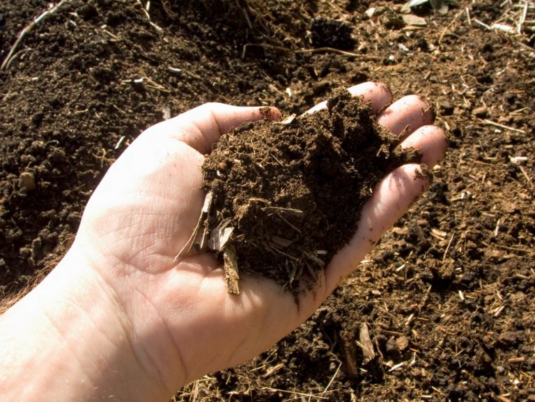 Un ecosistema de subsuelo que absorbe carbono prospera en Costa Rica