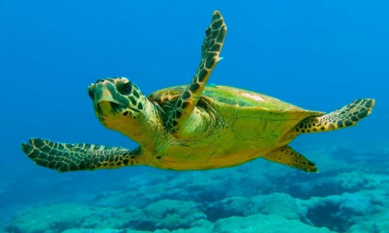 57 municipios se unen a la campaña 'Tortugas en el Mediterráneo 2021'