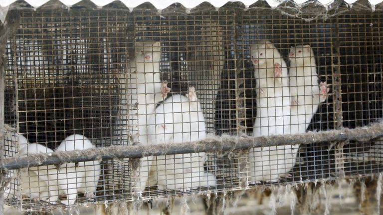 Galicia detecta nuevos brotes en granjas de visones en Santiago, Abegondo y A Baña