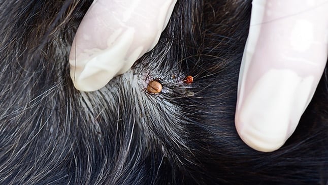 Eliminar y acabar con la garrapata para garantizar bienestar a la mascota