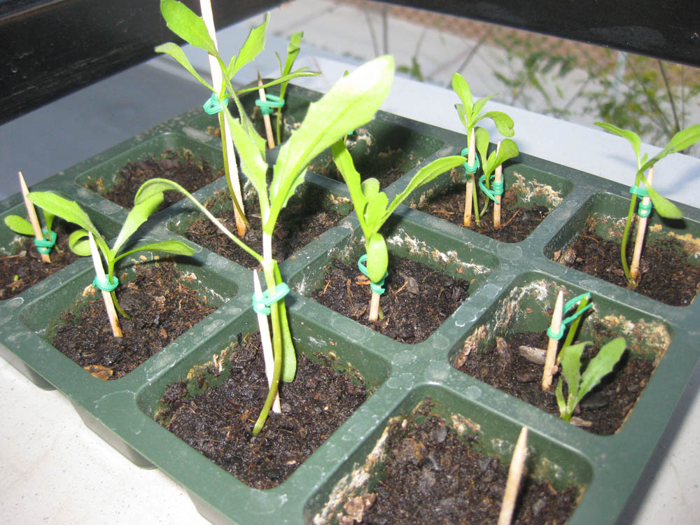 Cómo plantar margaritas 1 ¿Cómo obtener un jardín repleto de margaritas?