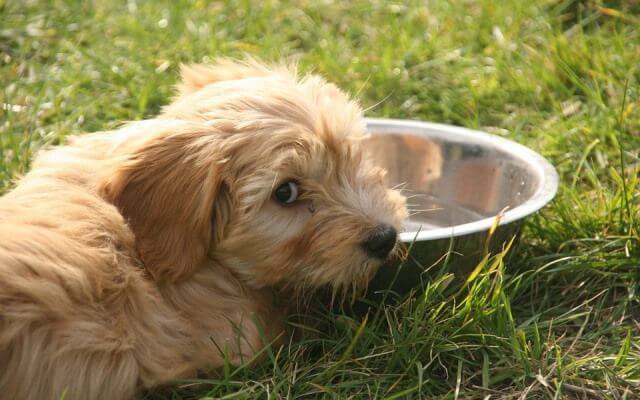 ¿Cómo hacer que mi perro coma de forma tranquila en pleno verano?