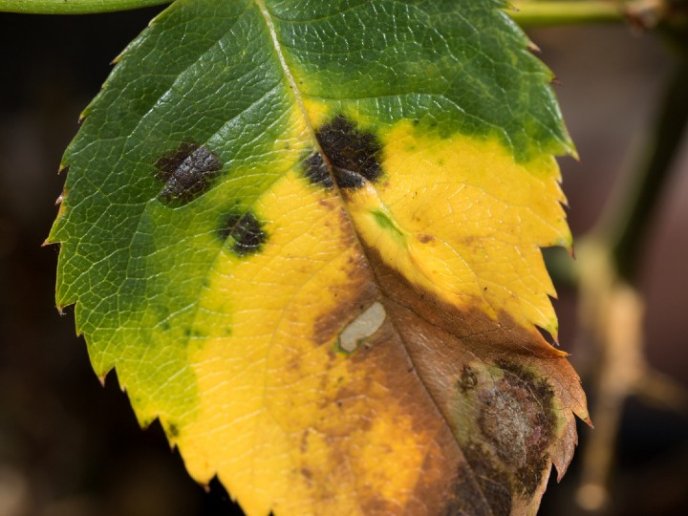 Cómo evitar que las hojas de las plantas se pongan amarillas 2 ¿Qué hago si las hojas están amarillas?