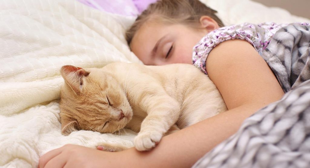 Datos para preparar al gato para dormir 