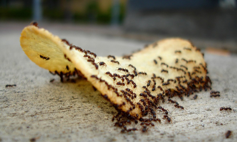 Cómo hacer un picnic y que no te invadan las hormigas 2 Tenga en cuenta al momento de realizar una comida al aire libre