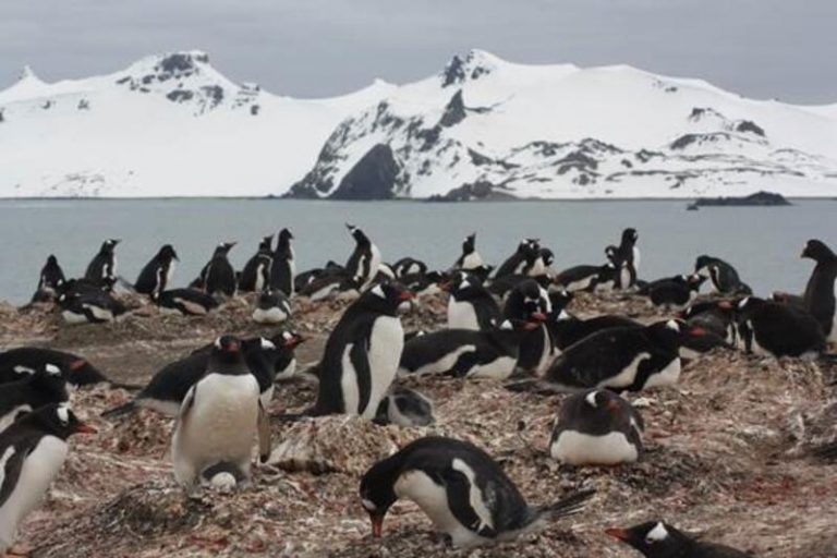 Hallan microplásticos en la dieta de los pingüinos de la Antártida