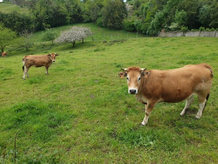 CNMC recomienda el principio general de libre autonomía en el sector lácteo