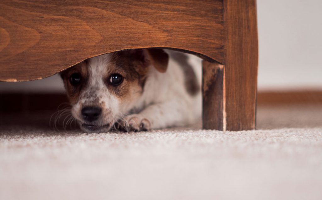 Música para obviar los cohetes y para que tu perro esté más calmado