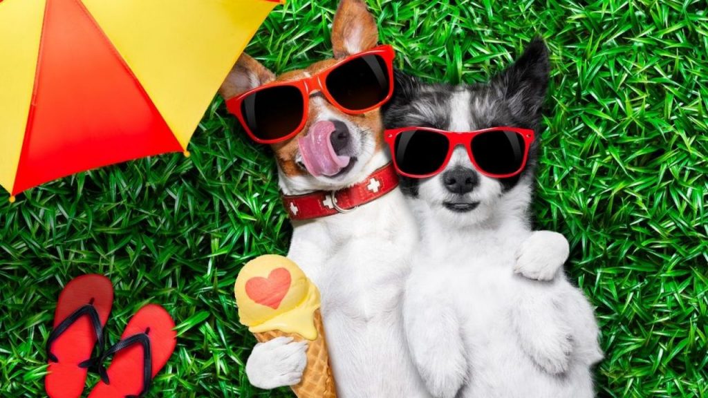 ¡Helados para perro en verano!