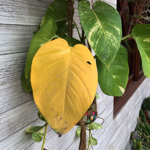 Cómo evitar que las hojas de las plantas se pongan amarillas 3 Plantas y el verano