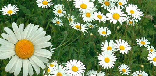 Cómo plantar margaritas 3 Consejos que salvan