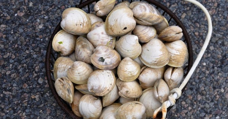 Almejas: los pasos que debes dar para limpiarlas de impurezas y arena