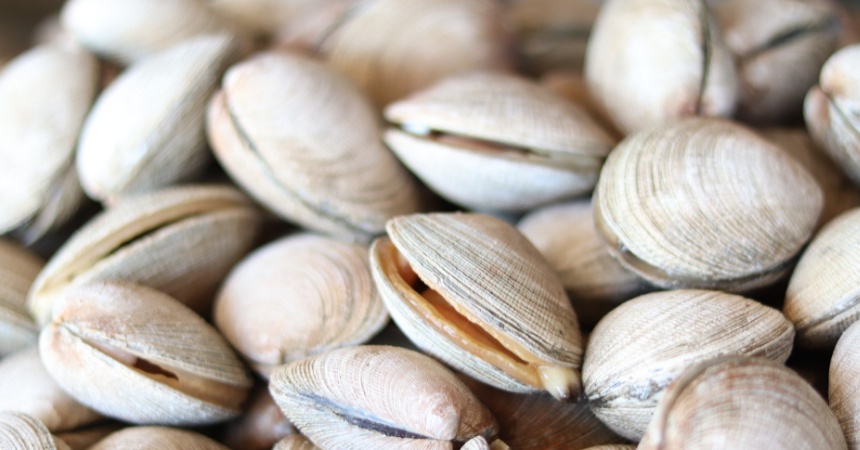 Almejas: los pasos que debes dar para limpiarlas de impurezas y arena