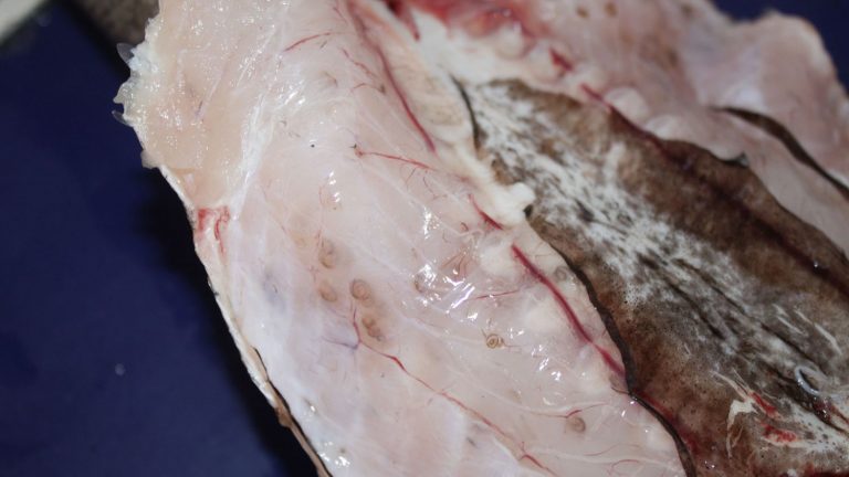 Anisakis: qué es y cómo prevenir que lo cojas