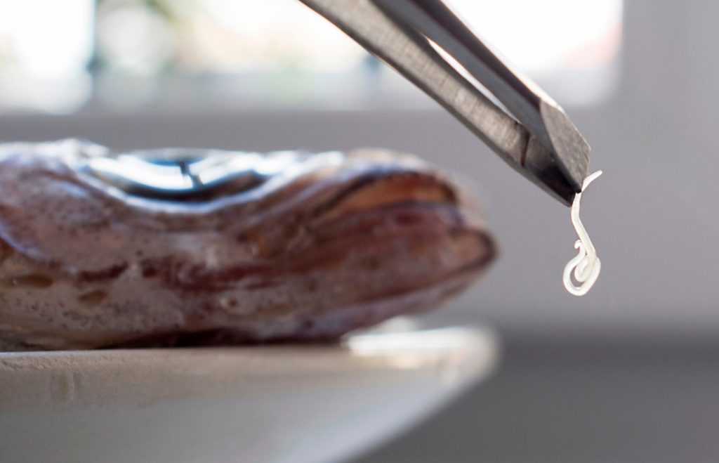 Anisakis: qué es y cómo prevenir que lo cojas 24 Los más peligrosos