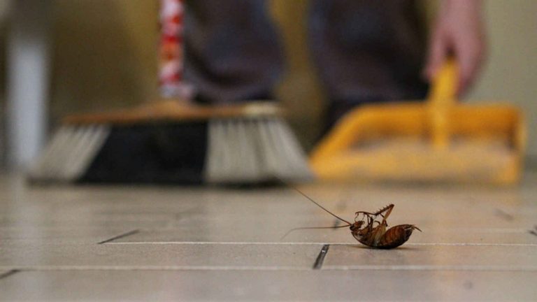 Cómo mantener alejadas las cucarachas de la cocina