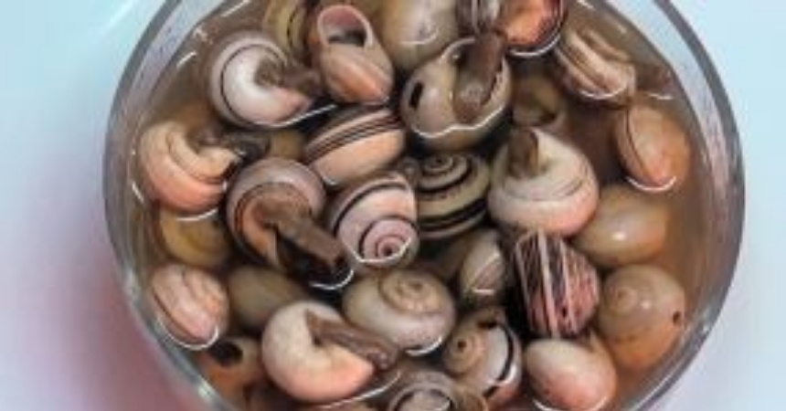 Caracoles: así preparas el plato más olvidado de las abuelas 