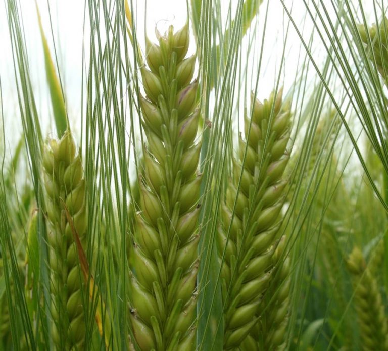 Cecosa quiere aplicar un ERE, que afectaría a 35 trabajadores