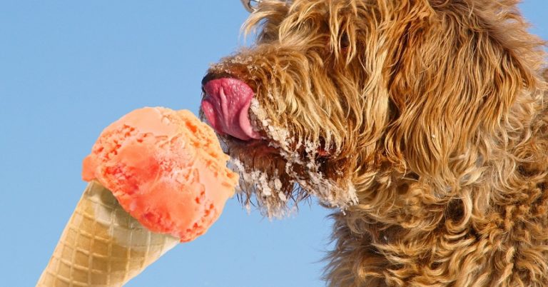 Cómo hacer helados sanos para los perros