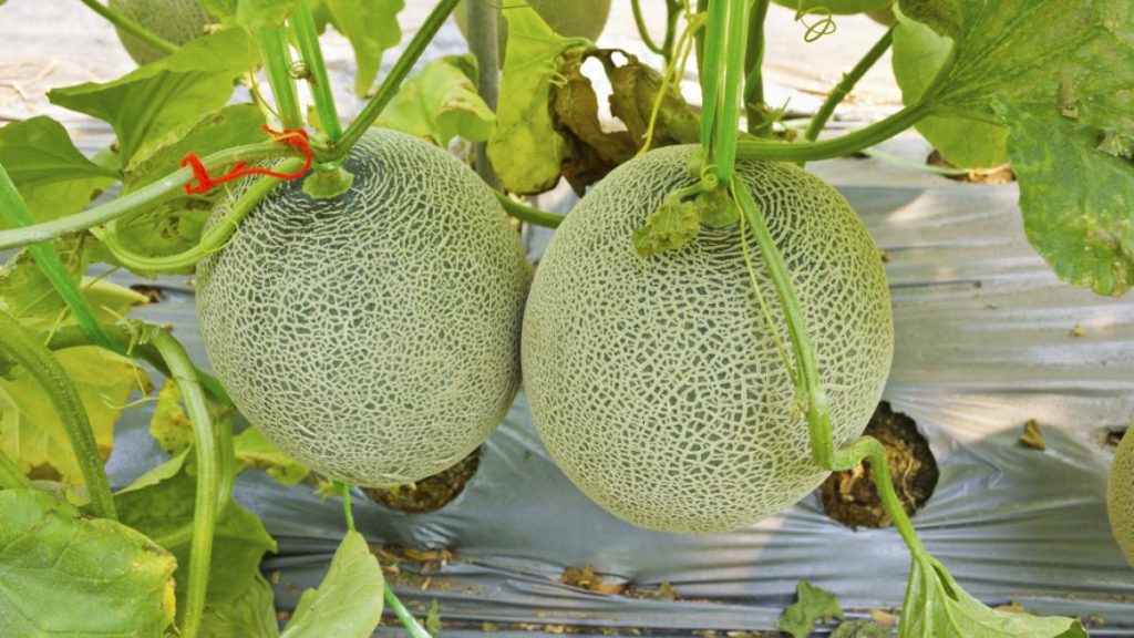 ¿Dónde se produce el melón?