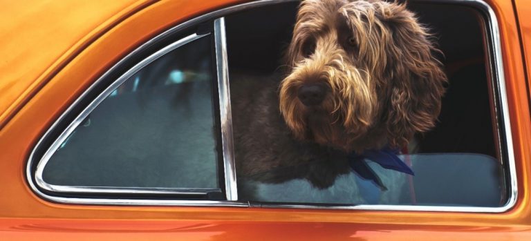 El 50% de los propietarios de mascotas tiene dudas sobre cómo viajar con su animal