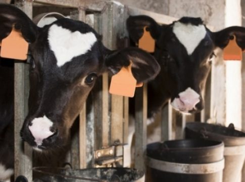 El sector del vacuno