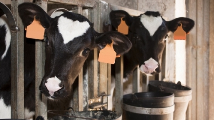 El sector del vacuno de leche se manifestará contra la 