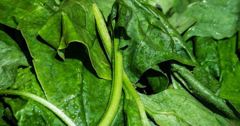 Espinacas: este es el tiempo máximo que debes hervirlas para que no se pasen