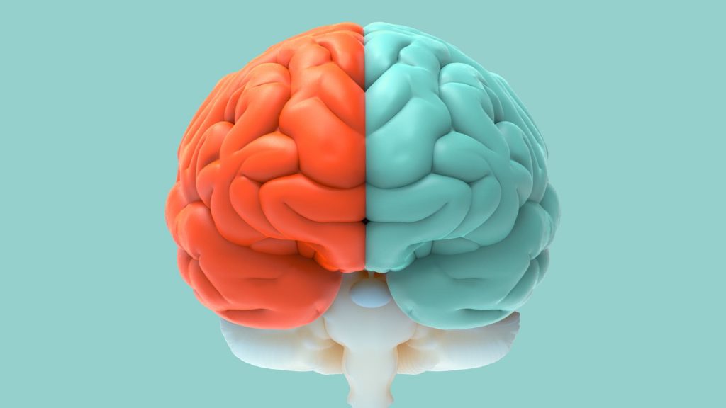 Las funciones cerbrales