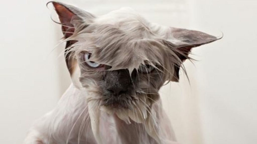 ¿Por qué los gatos odian tanto el agua?