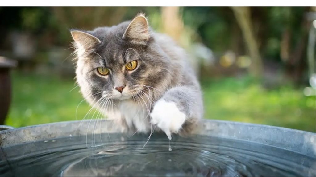 ¿Está comprobado sobre el temor de los gatos al agua?