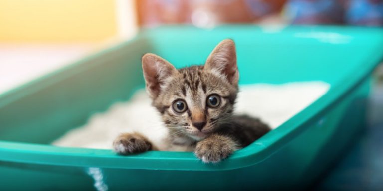 Cómo enseñar a un gato a usar la caja de arena